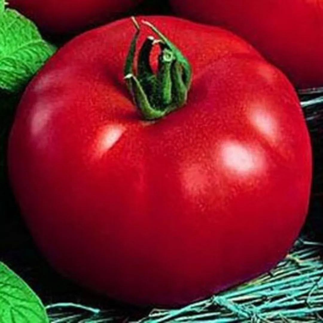 CLK 50 Siberian Tomato Seeds  Non GMO Good For Colder Climates And Patio USA Sel - £6.87 GBP