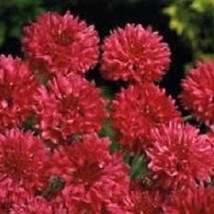 New Fresh Seeds 35 Red Bachelors Button Cornflower Centaurea Annual Flower Seeds - $25.28