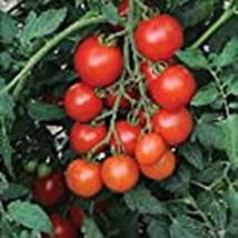 Mountain Magic Tomato Seeds 20+ Seeds Non Gmo Fruit Herb Flower Fresh - $10.75