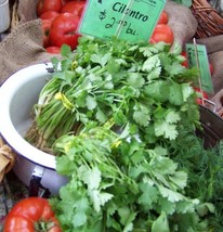 Grow In US Cilantro Coriander Chinese Parsley 150 Seeds   - £5.64 GBP