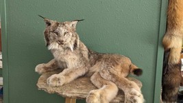Alaskan Lynx Taxidermy Full Body Mount Prime Fur - $1,850.00