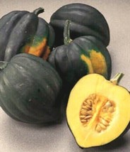 Squash Seed Acorn Table King Winter Squash Seed Squash 35Ct Fresh Fast S... - $189.21 MXN