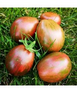 Rare Dwarf Maritime Bells Tomato Seeds (5 Pack) - Perfect for Small Gard... - £5.58 GBP