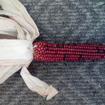 20 Medium Burnt Orange Corn Dark Orange Ornamental Zea Mays Vegetable Se... - $12.90