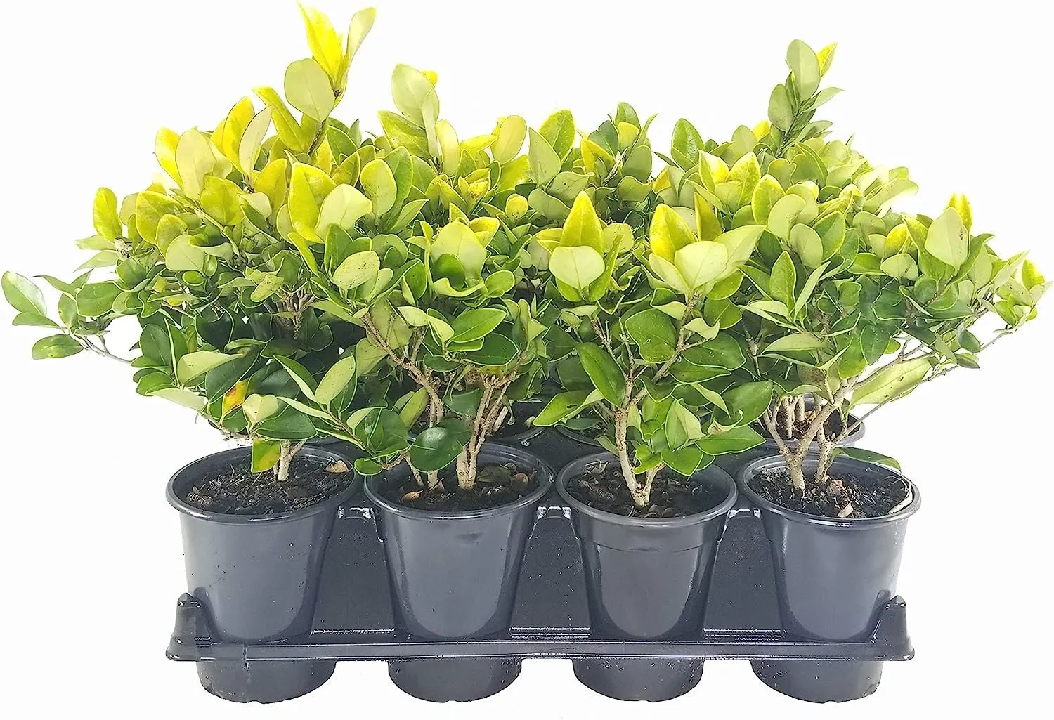 Ligustrum Japonicum Howardi Live Quart Size Plant Privet Howardii  - $40.77