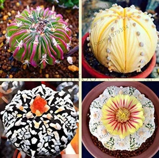 fresh 200 Pcs/Pack Egg Succulents Bonsai Echinopsis Tubiflora Cactus Flores  - $8.93