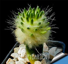 Fresh 10 Seeds Lot Strombocactus Disciformis Cactus Seeds - $6.22