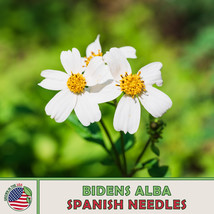 100 Spanish Needles Seeds Bidens Alba Wildflower Pollinator Attractor Fresh Seed - £6.86 GBP