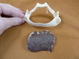 SJ278-98-4) Rare 4&quot; Portuguese Dogfish SHARK jaw teeth + skin C coelolepsis - £280.21 GBP