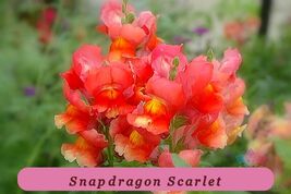 5854 snapdragon scarlet pop thumb200