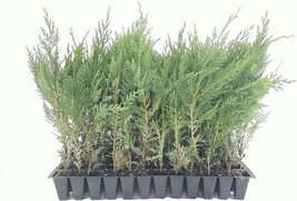 SEPTH 10 Murray Cypress Tree Live Plants Upright Evergreen Privacy Scree... - $6.29
