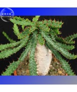 Euphorbia Squarrosa Seeds Pack 1 Seed A Spiny Succulent Euphorbia With A... - $25.65 CAD