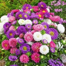 Aster Dwarf Colour Carpet Mix Low Grow Dwarf Double Compact 200 Seeds - £7.02 GBP