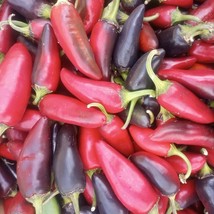 New Organic Czech Black Hot Pepper New Fresh Seeds - £7.31 GBP