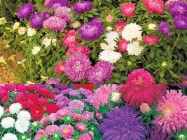 251+CHINA ASTER POWDER PUFF Mix Cut Flowers Seeds Summer Fall Garden Con... - £10.18 GBP