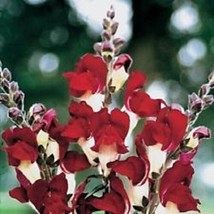 Fresh 30+ Antirrhinum Night &amp; Day Snapdragon Flower Seeds Annual - $6.90