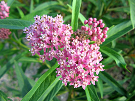 100 Pink Common Milkweed Asclepias Syriaca Monarchs Flower Seeds *From US - $9.90