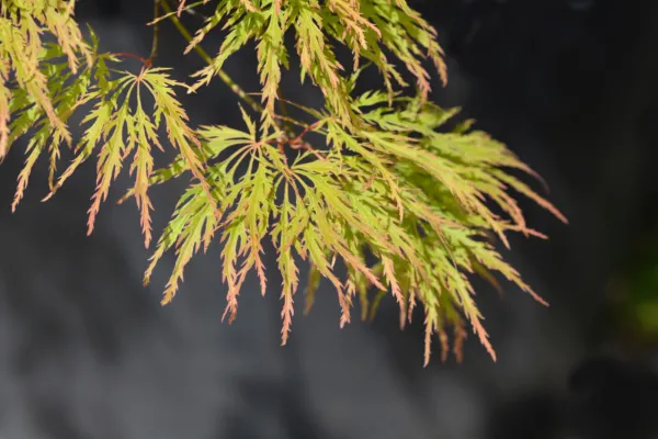 thumbnail interactive-video image 1 of 10 Weeping Laceleaf Maple Seeds – Japanese Acer Palmatum Dissectum – Green/Yellow/Red 1 of 2