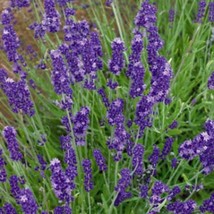 30 Lavendula Lavender Flower Seeds Garden Fresh USA Shipping - $16.77