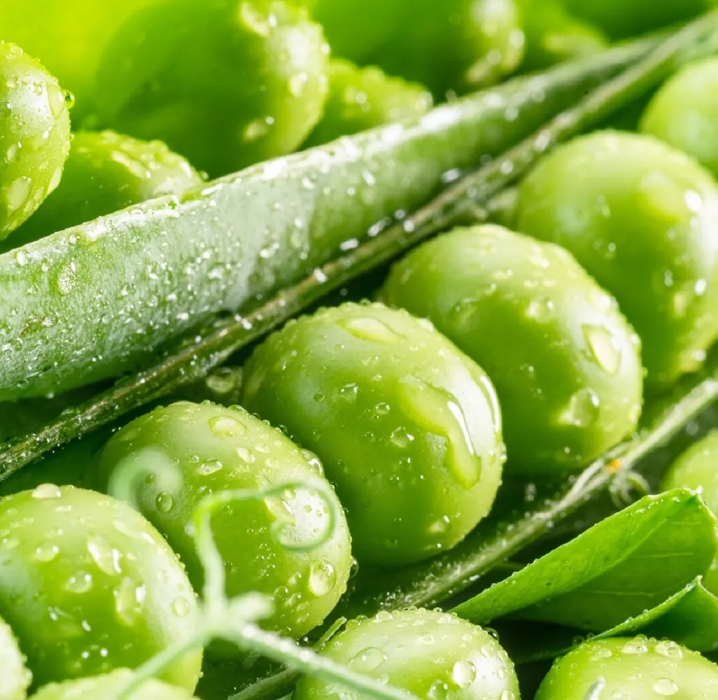 KS Mammoth Melting Sugar Pod Snow Pea Organic Non Gmo Planting 15 Seeds  - $217.57 MXN