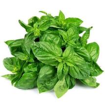 SHIP FROM US 20,000 Sweet Basil Herb Seeds - Microgreens or Garden, ZG09 - £26.95 GBP
