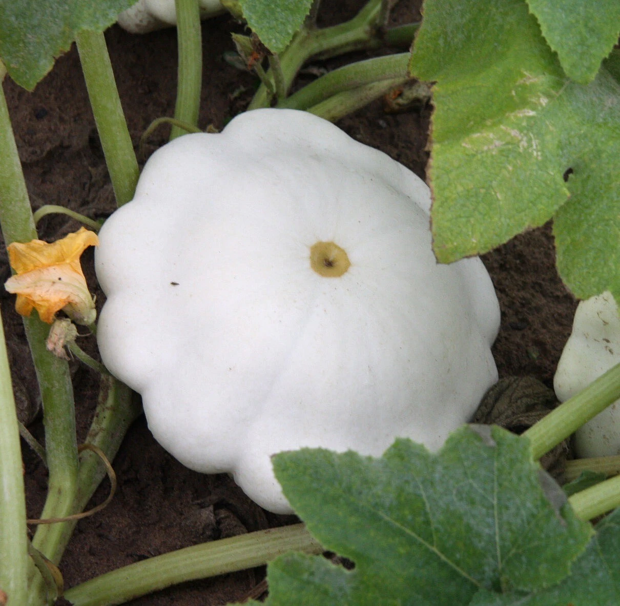Squash, Early White Scallop Patty Pan Bush 20 Organic Seeds, Heirloom NO... - $5.18