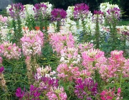 100 FRESH SPIDER PLANT MIXED FLOWER SEEDS FREE SHIPPING - $2.38