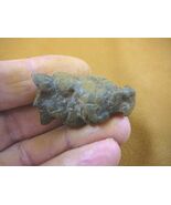 (PP462-54) 1-5/8" Genuine Fossil TURTLE POOP Coprolite DUNG WEIRD WA sta... - $12.99