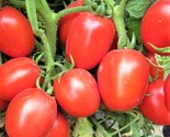 Rio Grande Tomato Seeds 100 Seeds Non-Gmo   Fast Shipping - $7.99