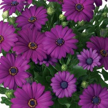 200 Dark Purple Cape Daisy Seeds US Seller Fast Shipping - $5.48