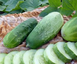 50 Straight 8&quot; Pickles CUCUMBER Seeds Organic Vegetable  - £5.88 GBP