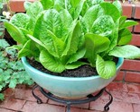 600 Seeds Bib Buttercrunch Lettuce Seeds Organic Vegetable Garden Contai... - $8.99