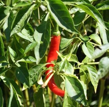 CAYENNE PEPPER PEPPER, LONG RED THIN,  HEIRLOOM, ORGANIC, NON GMO, 20+ S... - £1.57 GBP
