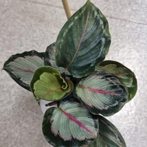 Calathea Northern Lights Starter Plant 2 Plants Fresh Garden - $39.00