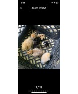 6 Fancy Bantam Mix Fertile Eggs - €7,82 EUR