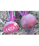 Candy  cane beet heirloom 50 seeds sweeter than purple beets seeds - £7.56 GBP