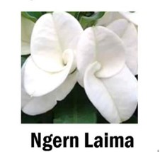 PATB NGERN LAIMA Crown Of Thorns-Euphorbia Milii CHRIST PLANT STARTER PLANT - $32.88