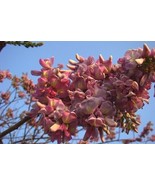 SEPTH Gliricidia Sepium 500 Seeds Flowering Nitrogen Fixing Tree - €62,85 EUR