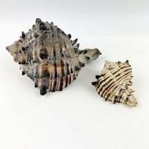 2 Black Striped Murex Seashell Shell Aquarium Nautical Craft Conch Beach... - $16.99