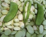 White Dixie Butterpea  Seeds, NON-GMO, Lima Bean, Shell or Dry Bean, FRE... - $1.77+
