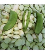 White Dixie Butterpea  Seeds, NON-GMO, Lima Bean, Shell or Dry Bean, FREE SHIP - £1.41 GBP - £16.61 GBP