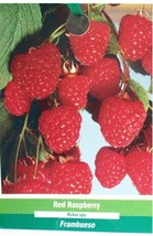 Red Raspberry 1 Gal. Live Plant Nutritious Health Plants Your Sweet Raspberries - £38.09 GBP