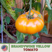 Grow In US 10 Brandywine Yellow Tomato Seeds Heirloom Non-Gmo - £7.62 GBP