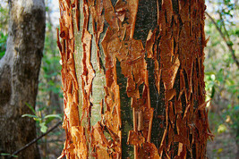 Gumbo Limbo Bursera Simaruba tropical hardwood rare flower rare tree 100 seeds - £15.94 GBP