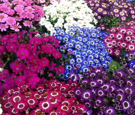 CINENARIA HYBRIDS MIX Mix Cineraria Cruenta Amigo - 50 Bulk Seeds - $33.88