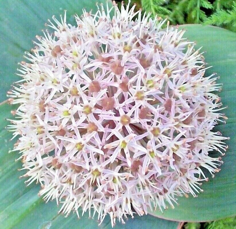 Turkistan Onion Seeds (Allium karataviense) Ornamental Onion Perennial V... - $0.39