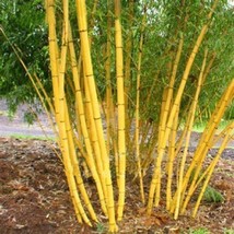 50 Jin Xiang Yu Bamboo Seeds Privacy Climbing Clumping Shade Screen 780Garden Be - £12.35 GBP