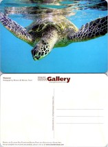 Sea Turtle Harmony Printed on Chlorine Free Plantation Grown Paper VTG Postcard - £7.42 GBP