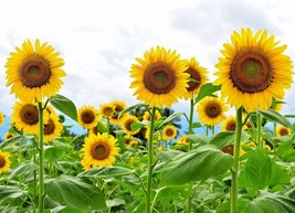 5 Seeds Giant Sunflower Seeds for Planting  Heirloom &amp; Non-GMO High Germination  - £7.97 GBP
