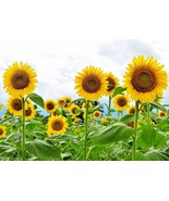 5 Seeds Giant Sunflower Seeds for Planting  Heirloom &amp; Non-GMO High Germ... - £8.04 GBP